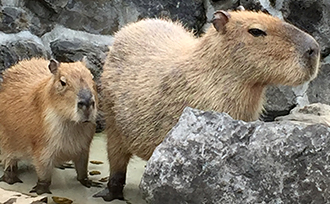 カピバラの写真